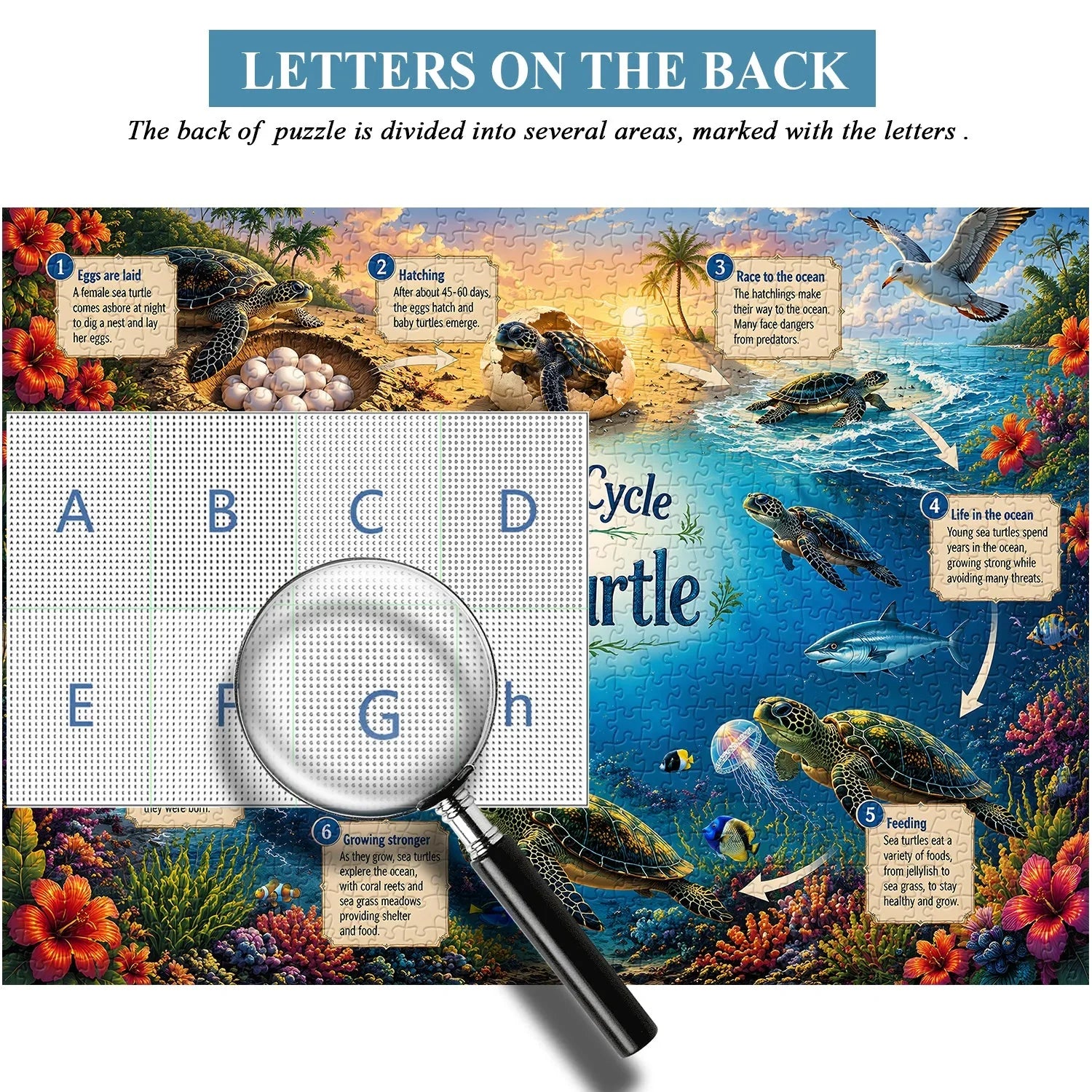 Meeresschildkröten-Lebensreise-Puzzle, 1000 Teile