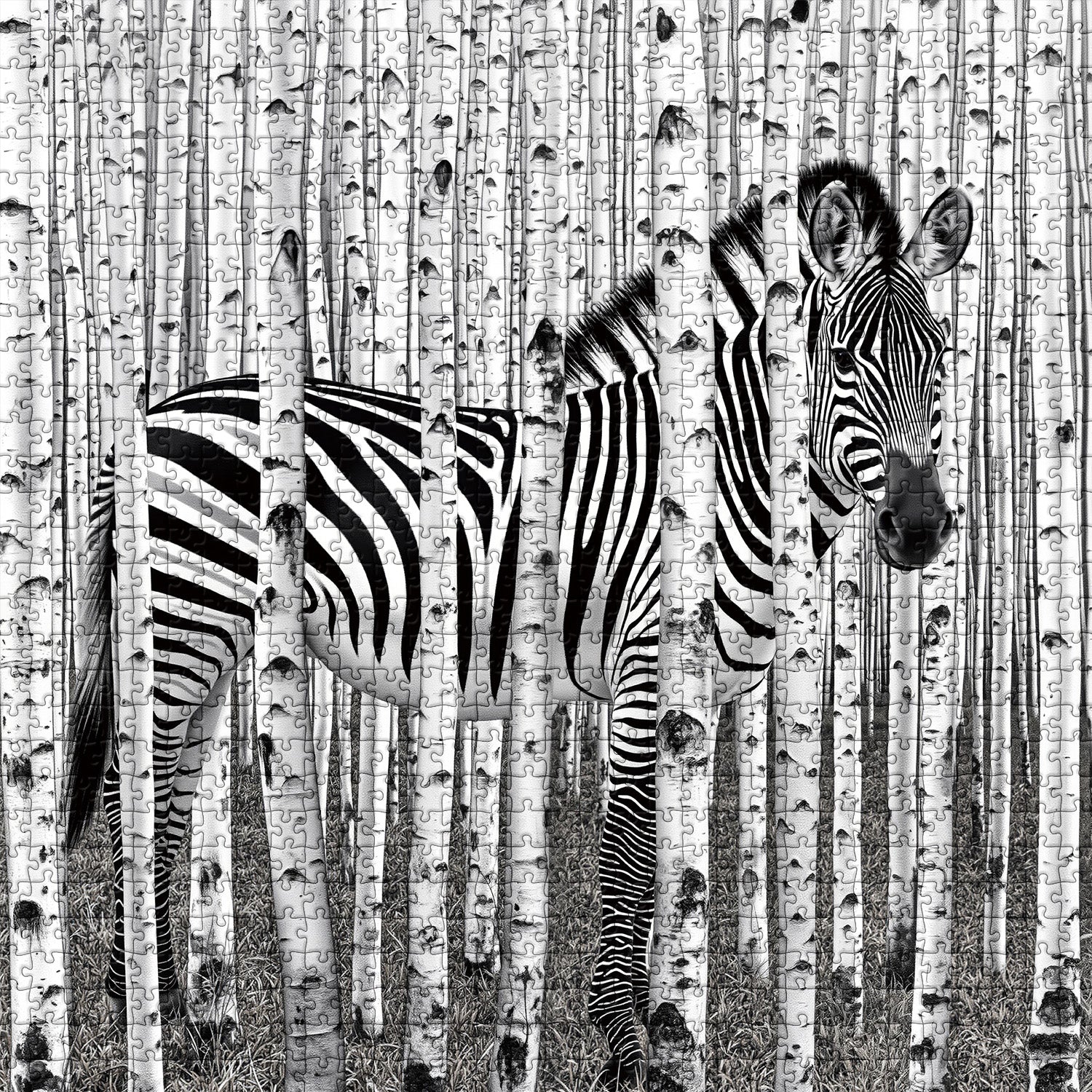 Zebra Forest Jigsaw Puzzle 1000 Pieces