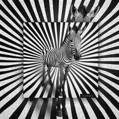 Hypnotic Zebra Jigsaw Puzzle 1000 Pieces