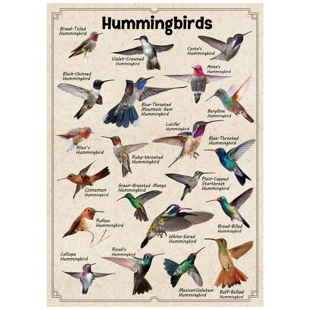 Hummingbirds pussel 1000 bitar 