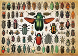 Beetles Jigsaw Puzzle 1000 Pieces