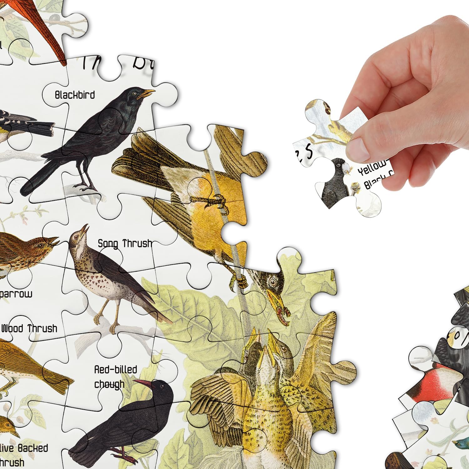 Vintage Songbird Jigsaw Puzzle 1000 Pieces